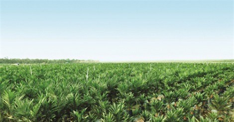 Hoàng Anh Gia Lai dừng mảng cọ dầu, dồn lực trồng cây ăn trái