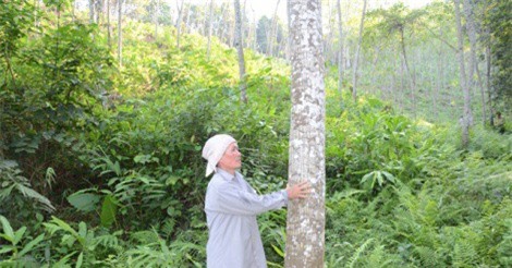 Những đồi xoan trăm triệu ở xã nghèo Sơn Phú