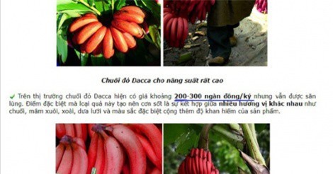 Thực hư về loại chuối đỏ 300.000 đồng/kg