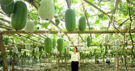Trồng giống bí xanh thơm từ thân, lá đến quả, 1ha thu 200 triệu