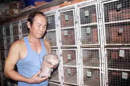 Xây nhà nuôi 700 cặp dúi, bán giống 4 triệu/cặp, bán thịt 400 ngàn/kg