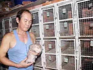 Xây nhà nuôi 700 cặp dúi, bán giống 4 triệu/cặp, bán thịt 400 ngàn/kg