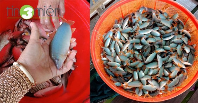 An Giang: Nuôi loài cá heo bé tí trên sông, bán 320-380.000 đồng/kg