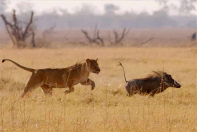 Clip: Không thể tin nổi, lợn rừng thoát chết trước “thiên la địa võng” của một bầy sư tử
