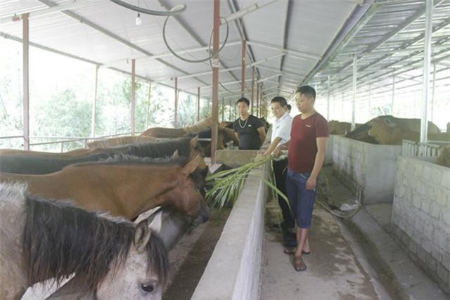 "Mô hình tiền tỷ": Nuôi ngựa vì thấy thịt con nào bán hết con đó