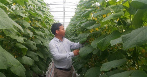 Nam Định: Bỏ phố về quê trồng rau công nghệ cao lãi hơn 1 tỷ/năm.