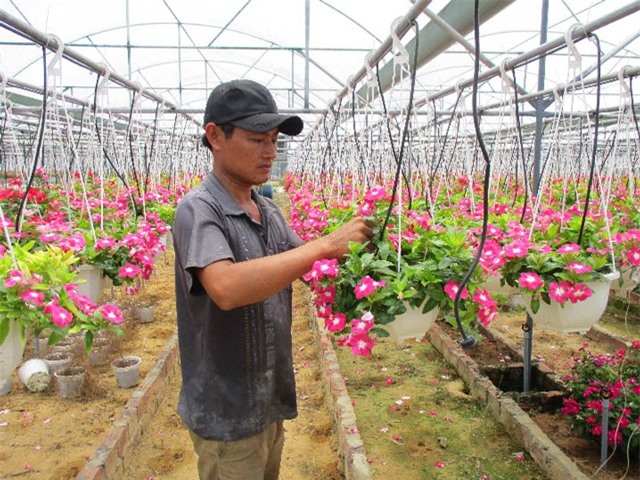 Nở rộ nhiều mô hình trồng rau, hoa thu tiền tỷ ngay giữa Đà Nẵng