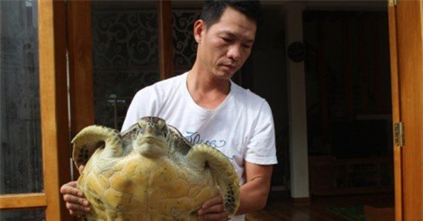 Thả đồi mồi mua 5 triệu về biển khi biết là động vật quý hiếm