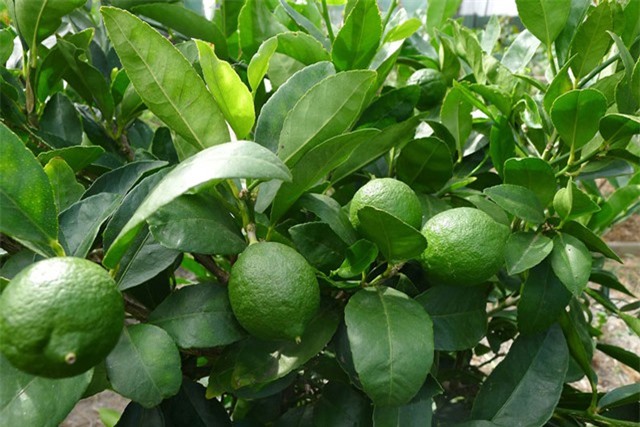 Bí kíp trồng và chăm sóc cây chanh cho quả sai trĩu quanh năm