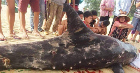 Cá heo đốm liên tục dạt vào bờ rồi chết đáng thương