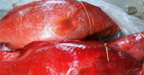 Cá mú đỏ chục triệu đồng/con, nhà giàu Việt mua để tủ lạnh ăn dần 