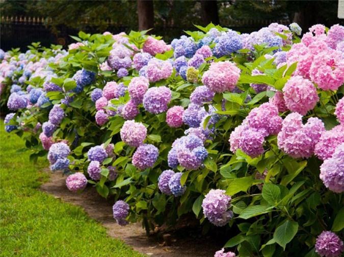 Cách trồng và chăm sóc hoa cẩm tú cầu theo ý muốn