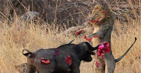 Clip: Ớn lạnh cảnh sư tử bị trâu rừng giày xéo tới chết