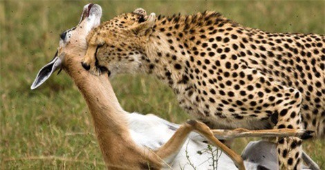 Clip: Tròn mắt cảnh linh dương giả chết thoát mạng khỏi nanh vuốt báo săn và linh cẩu