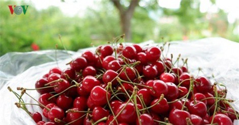 Trái cây ngoại siêu đắt tại Việt Nam là cây dại ở nước ngoài?