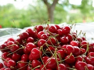 Trái cây ngoại siêu đắt tại Việt Nam là cây dại ở nước ngoài?