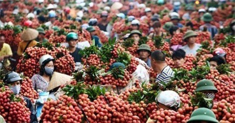 Vải thiều Bắc Giang đã có mặt ở hơn 30 nước