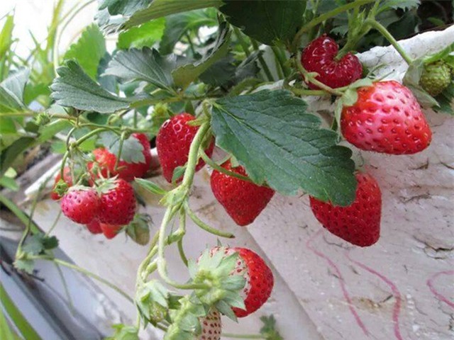 Bí quyết trồng dâu tây trong chậu sai, quả to