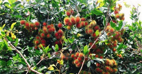 "Càn quét" vườn trái cây ở Đồng Nai chỉ với 50.000 đồng