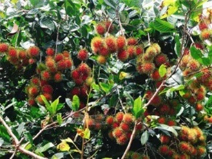 "Càn quét" vườn trái cây ở Đồng Nai chỉ với 50.000 đồng