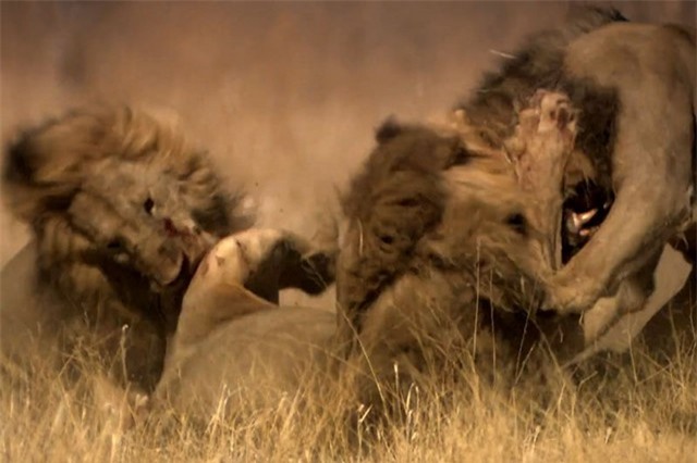 Clip: Đại chiến truất ngôi “lãnh chúa vùng đồng cỏ”