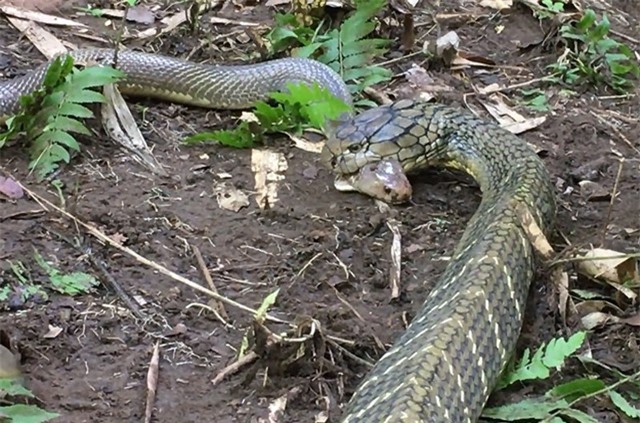 Clip: Ghê rợn cảnh rắn hổ mang chúa nuốt gọn rắn hổ mang phun độc