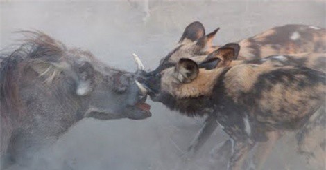 Clip: Không thể thê thảm hơn, lợn bướu bị đàn chó hoang đào hang lôi ra xé xác