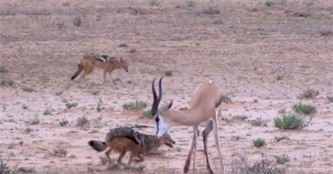 Clip: Lạnh người cảnh chó rừng hạ sát linh dương Impala