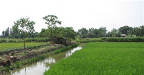 Hiệu quả mô hình ''3 cây, 1 con''