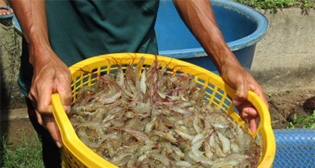 Muốn giàu nuôi cá, muốn khá có tiền tỷ thì nuôi tôm...khác người