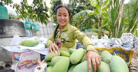Quả xoài Việt sắp vào thị trường Mỹ