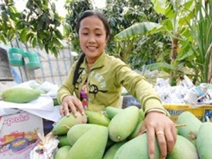 Quả xoài Việt sắp vào thị trường Mỹ