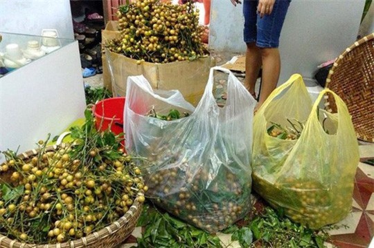 Quất hồng bì đầu mùa chín mọng, tiểu thương bán hết cả tạ mỗi ngày