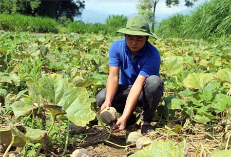 Trồng bí đỏ lấy hạt, cứ 10 sào lãi ròng 150 triệu