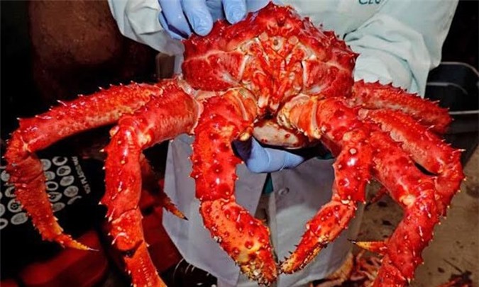 Đại gia Việt đua nhau săn lùng cua biển hoàng đế giá gần 10 triệu đồng/con 