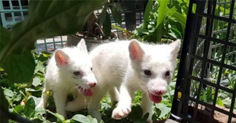 Đại gia Việt đua nhau "săn" cáo bắc cực trắng giá trên chục triệu về làm thú cưng