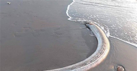 Cá hố rồng dài 3m chết dạt vào bờ biển Hà Tĩnh