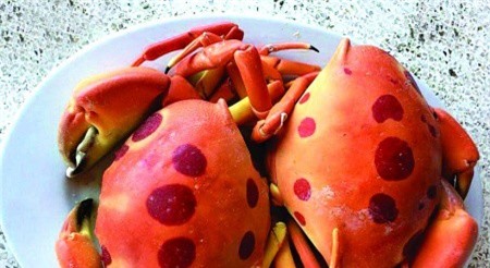 Nhà giàu Việt kể chuyện "săn" cua mặt trăng giá đắt "cắt cổ"