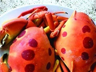 Nhà giàu Việt kể chuyện "săn" cua mặt trăng giá đắt "cắt cổ"