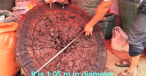 Sửng sốt trước cây nấm linh chi quý hiếm to như cái ô, nặng tới 10kg