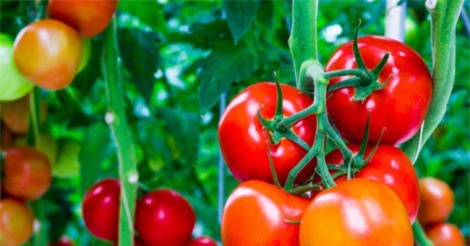 6 cách ăn cà chua có hại cho sức khỏe cần tránh