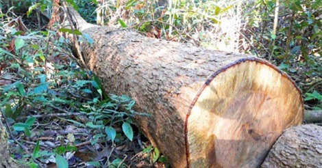 Bắt tạm giam đối tượng cầm đầu nhóm “lâm tặc” dùng súng cướp tang vật, phá rừng