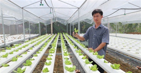 Kỹ sư tin học trồng rau thủy canh cho thu nhập cao
