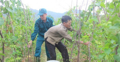 Mùa hoa thiên lý: Người dân xứ Nghệ “đút túi” tiền triệu mỗi ngày  