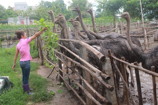 Nuôi đàn "chim lạc đà", mỗi tuần thịt 2 con đều bán hết veo