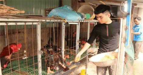 Nuôi gà Đông Tảo từ thủa sinh viên, thu 20 triệu/tháng