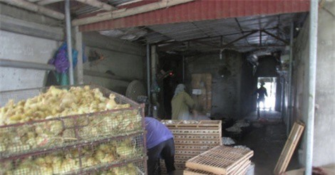 Thường xuyên nuôi 8.000 vịt sinh sản, bỏ túi 8 triệu đồng/ngày