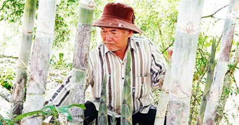 Trồng vườn tầm vông thẳng tắp, bán lai rai lãi hơn 100 triệu