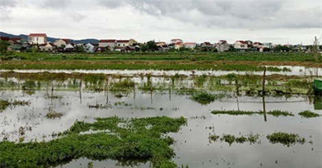 Cách nào để doanh nghiệp có đất sạch?