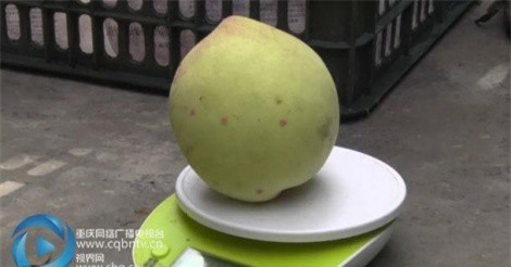 Chi 40 triệu để mua quả "đào vua" ăn 3 miếng là... hết